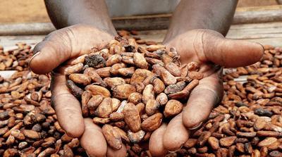 Умна стратегија: Швајцарски чоколаден гигант инвестира во производството на какао