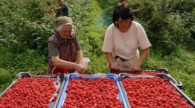 „ПОВЕЌЕ МИ СЕ ИСПЛАТИ ДА БЕРАМ МАЛИНИ ВО СРБИЈА, ОТКОЛКУ ГРОЗЈЕ ВО МАКЕДОНИЈА“: Берачите на грозје ...